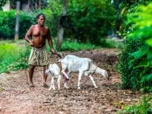 A man tends to his goats in a village in Kerala, India.